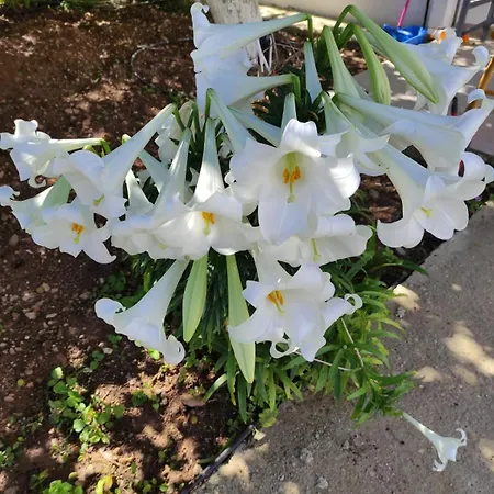 Διαμέρισμα Pleiades