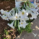 Διαμέρισμα Pleiades