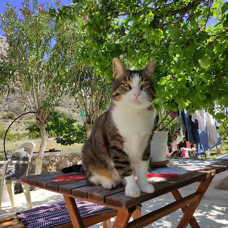 Pleiades Апартаменты *