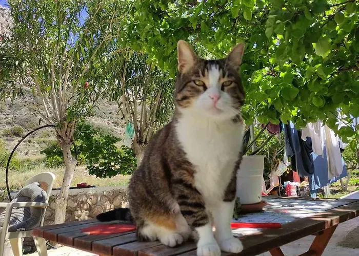 Pleiades Apartamento *